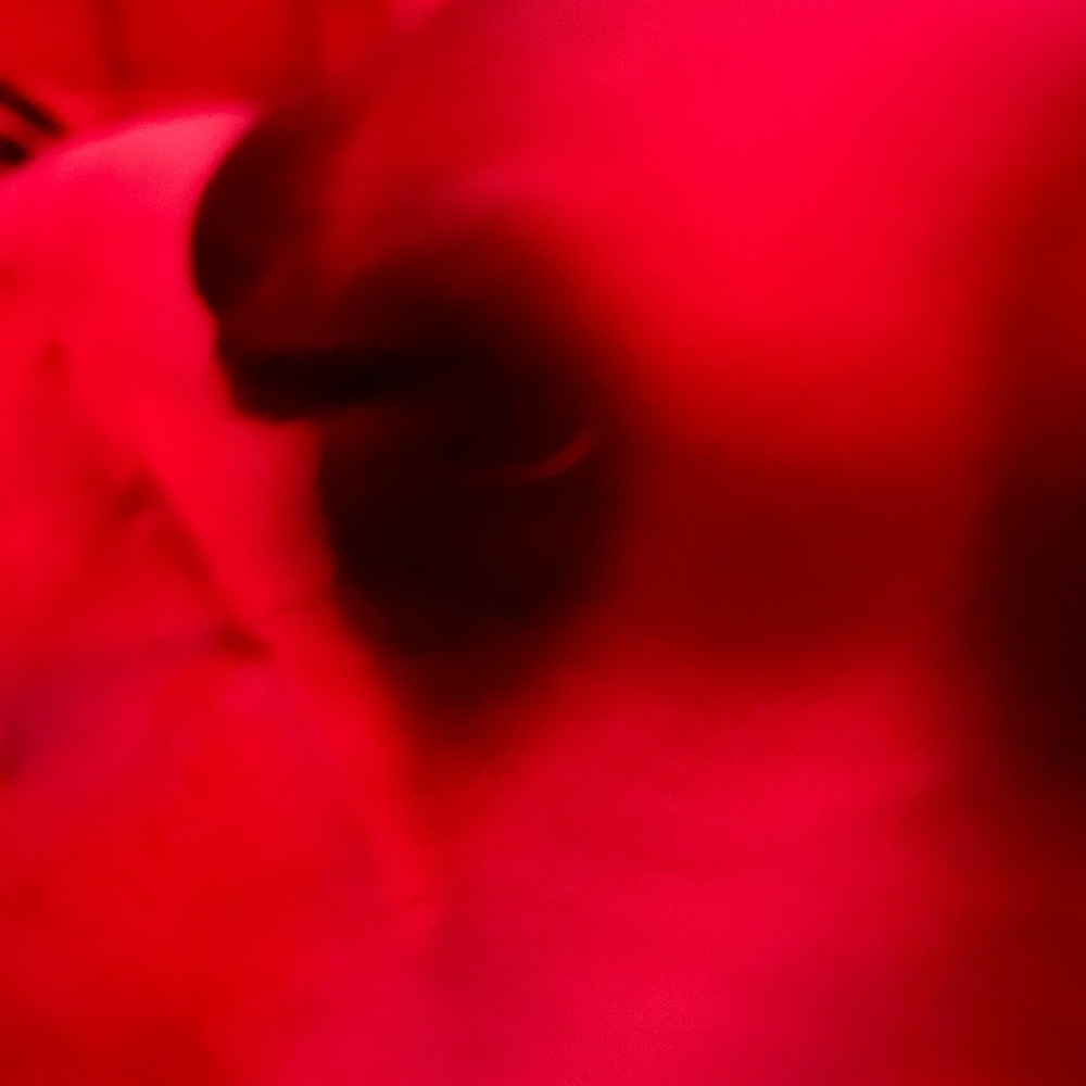 Meet your Posher, Kidus